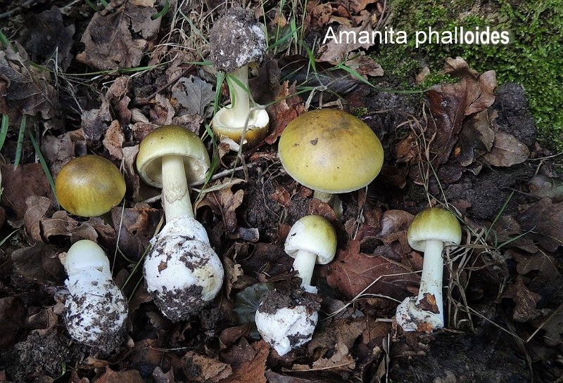 Amanita phalloides-amf223-1.jpg - Amanita phalloides ; Syn: Amanitaria phalloides ; Nom français: Amanite phalloïde